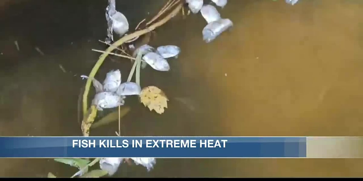 Extreme Fish Extreme heat causes fish kills in SWLA