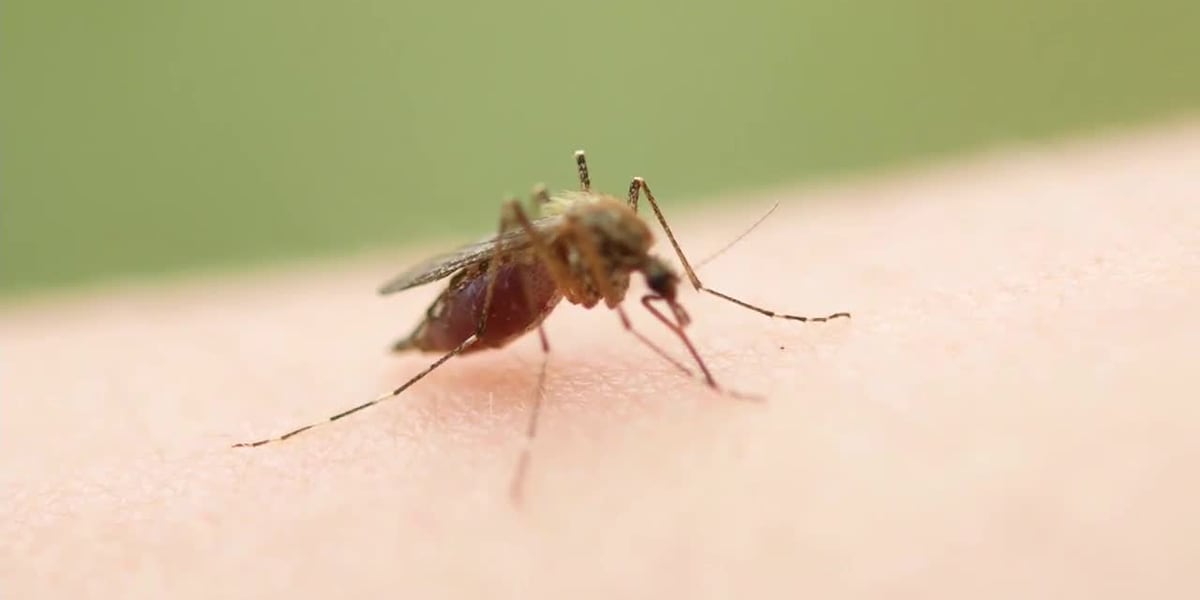 Mosquito tests positive for West Nile Virus in Cameron Parish