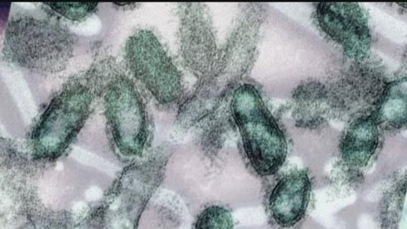A microscopic view of the influenza virus. (Source: CDC)