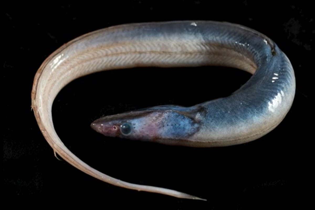 Deep Sea Creatures Deep Sea Creatures