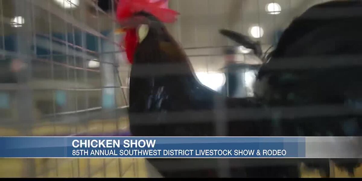 “Chicken Show” on display at Burton Coliseum today