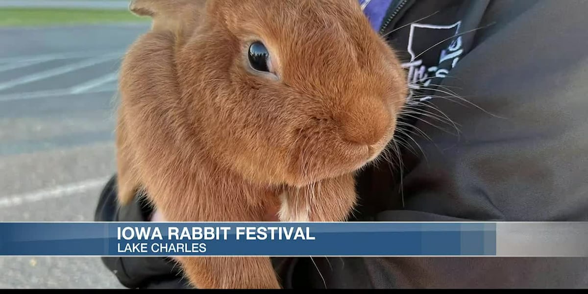 Iowa Rabit Change of scenery brings the Iowa Rabbit Festival to Lake Charles