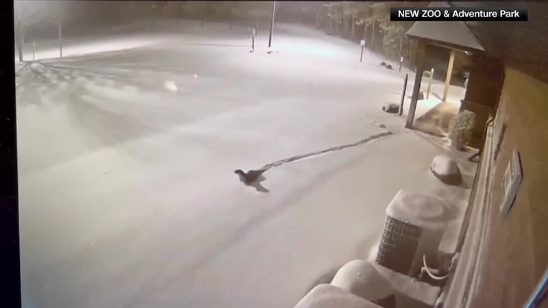 A zoo in Wisconsin is searching for river otters who escaped from their enclosure during a...