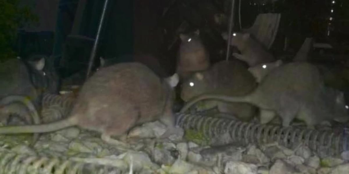Residents say hundreds of rats are terrorizing their neighborhood