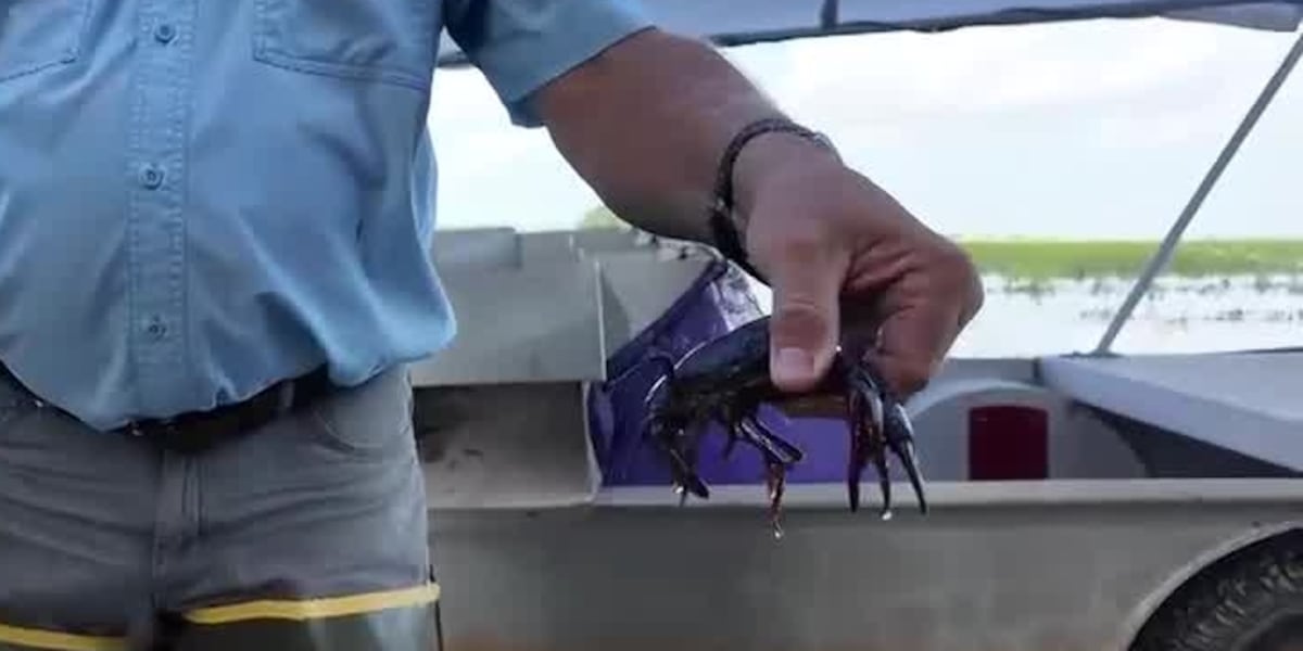 Dari Kolam ke Meja: Tur Rajungan Jeff Davis Soroti Budaya Cajun Louisiana Selatan