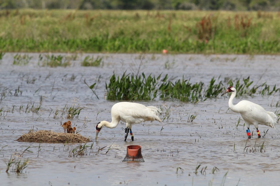 Four whooping cranes hatch throughout Louisiana