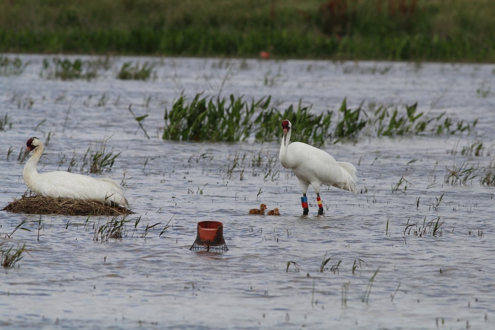 Four whooping cranes hatch throughout Louisiana