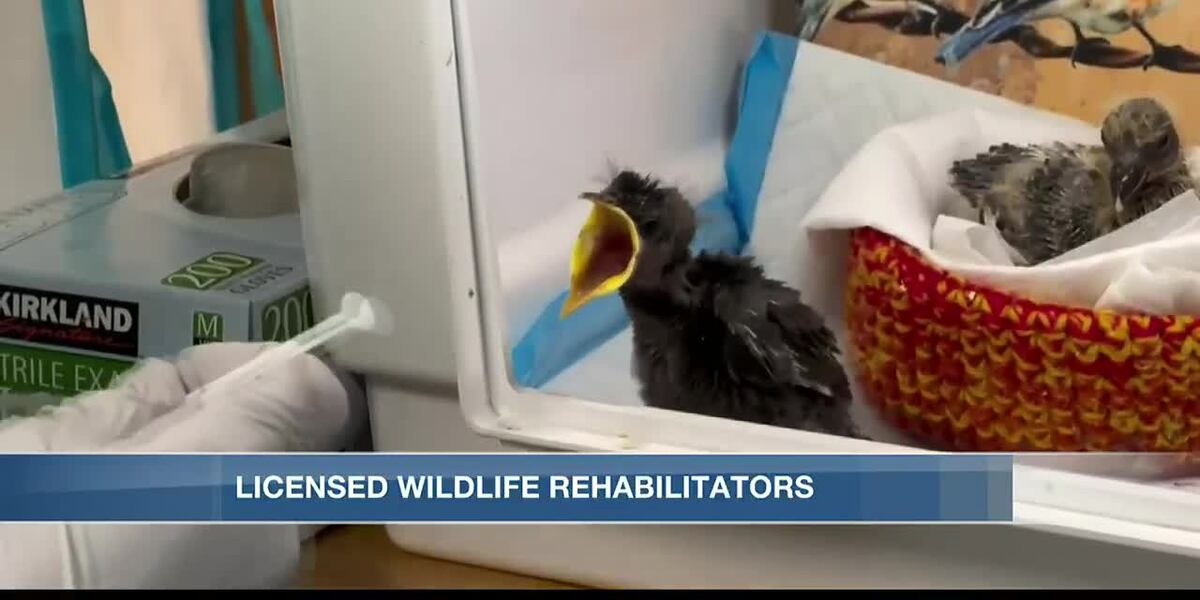 Wildlife Rvt Avian rehabilitator explains her daily duties as a wildlife rehabilitator