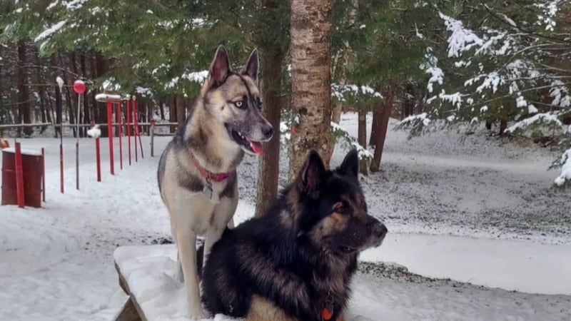 A Wisconsin woman says her two dogs have been battling a blastomycosis infection for over a year.