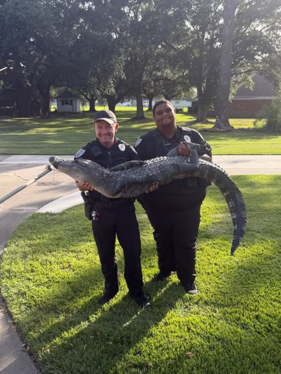 7 Foot alligator found in resident's pool in Jennings