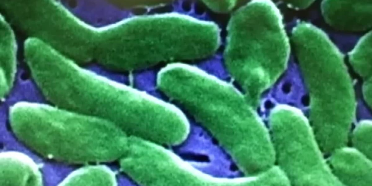 9 hospitalized, 5 dead in La. vibrio bacteria outbreak