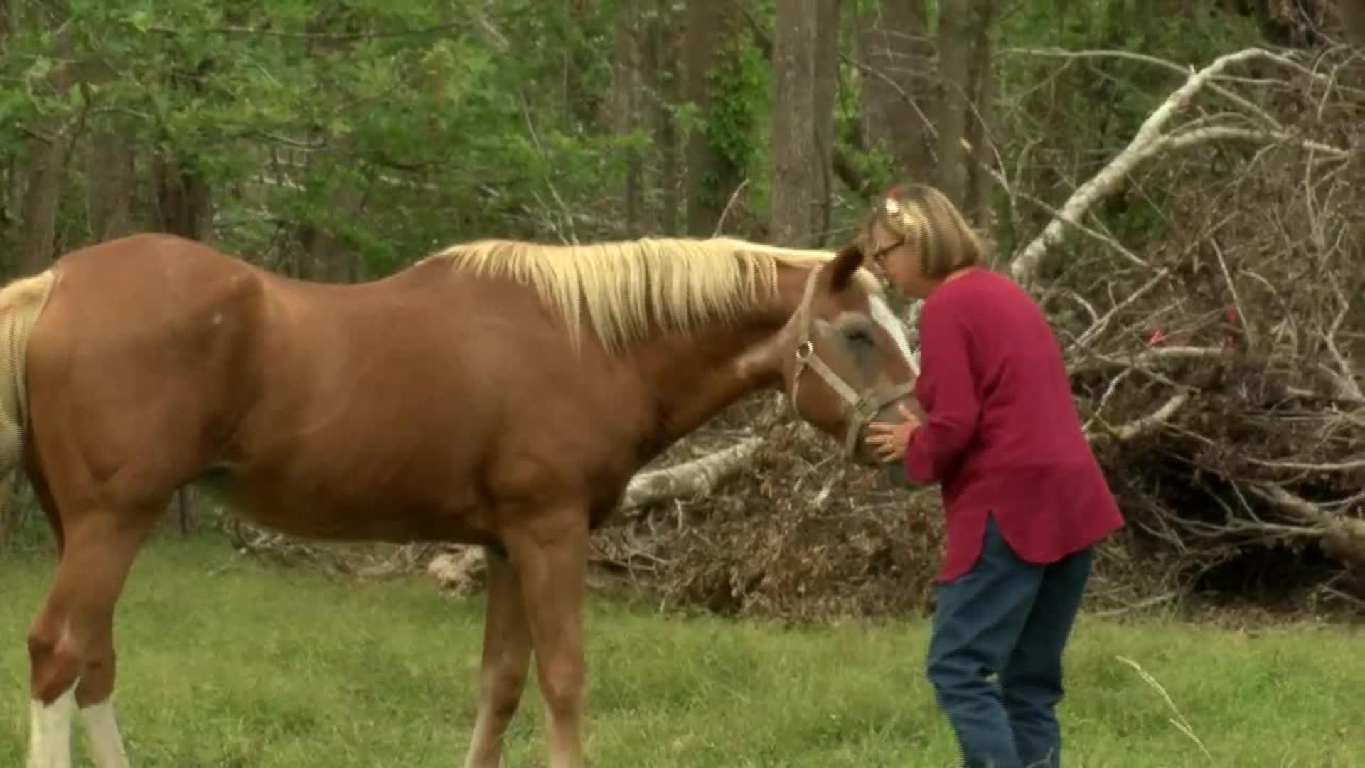 How Horses Survive a Hurricane: Essential Survival Tactics Revealed